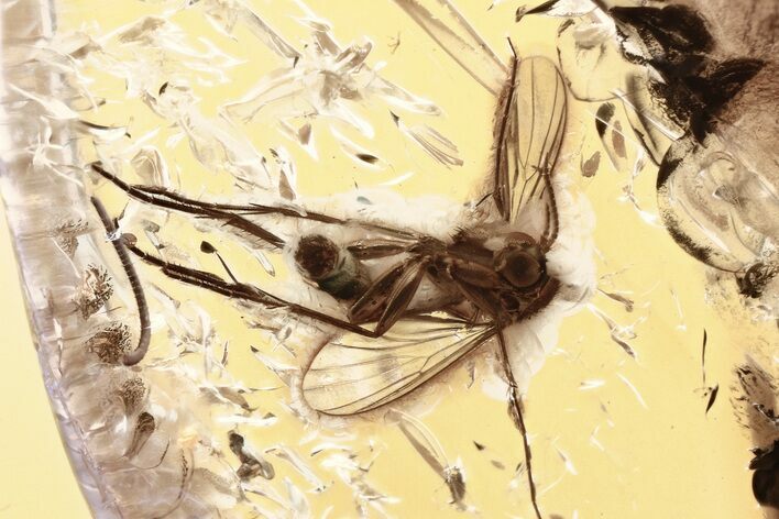 Detailed Fossil Fungus Gnat (Mycetophilidae) In Baltic Amber #352756